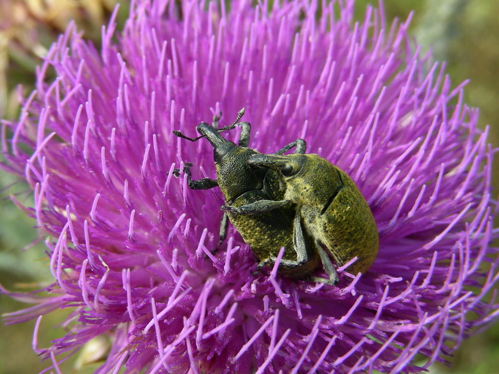 Larinus cynarae